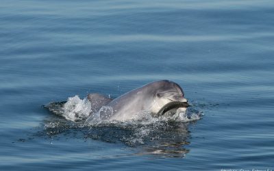 Neuer Bewohner in der Kieler Förde – Ein Delphin vorm ACQUA